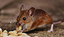 24 Hour & Emergency Exterminators in Cross Roads, TX